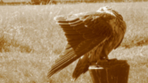 falco sacro femmina